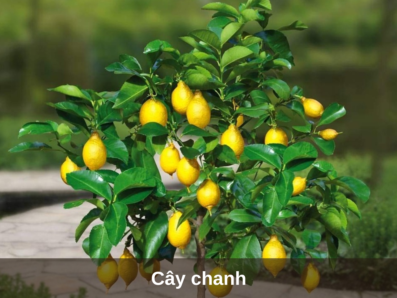 Cay chanh