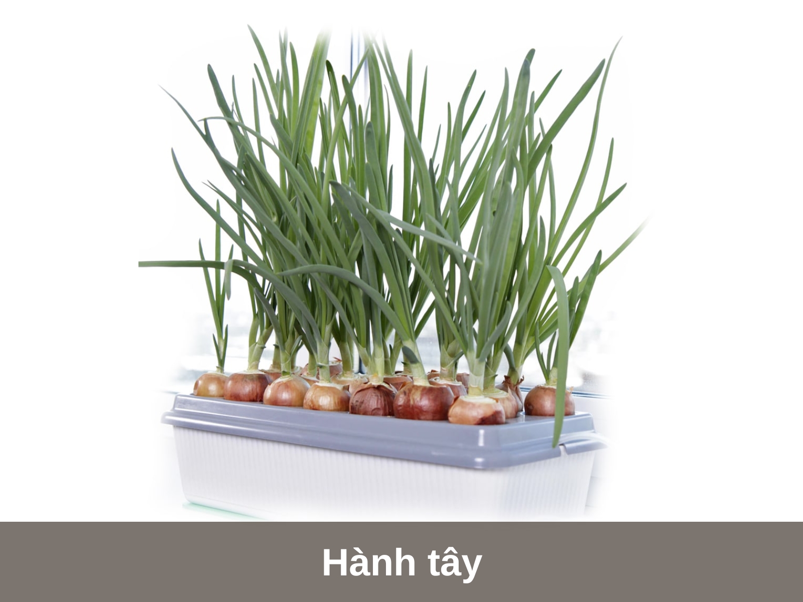 Hanh tay