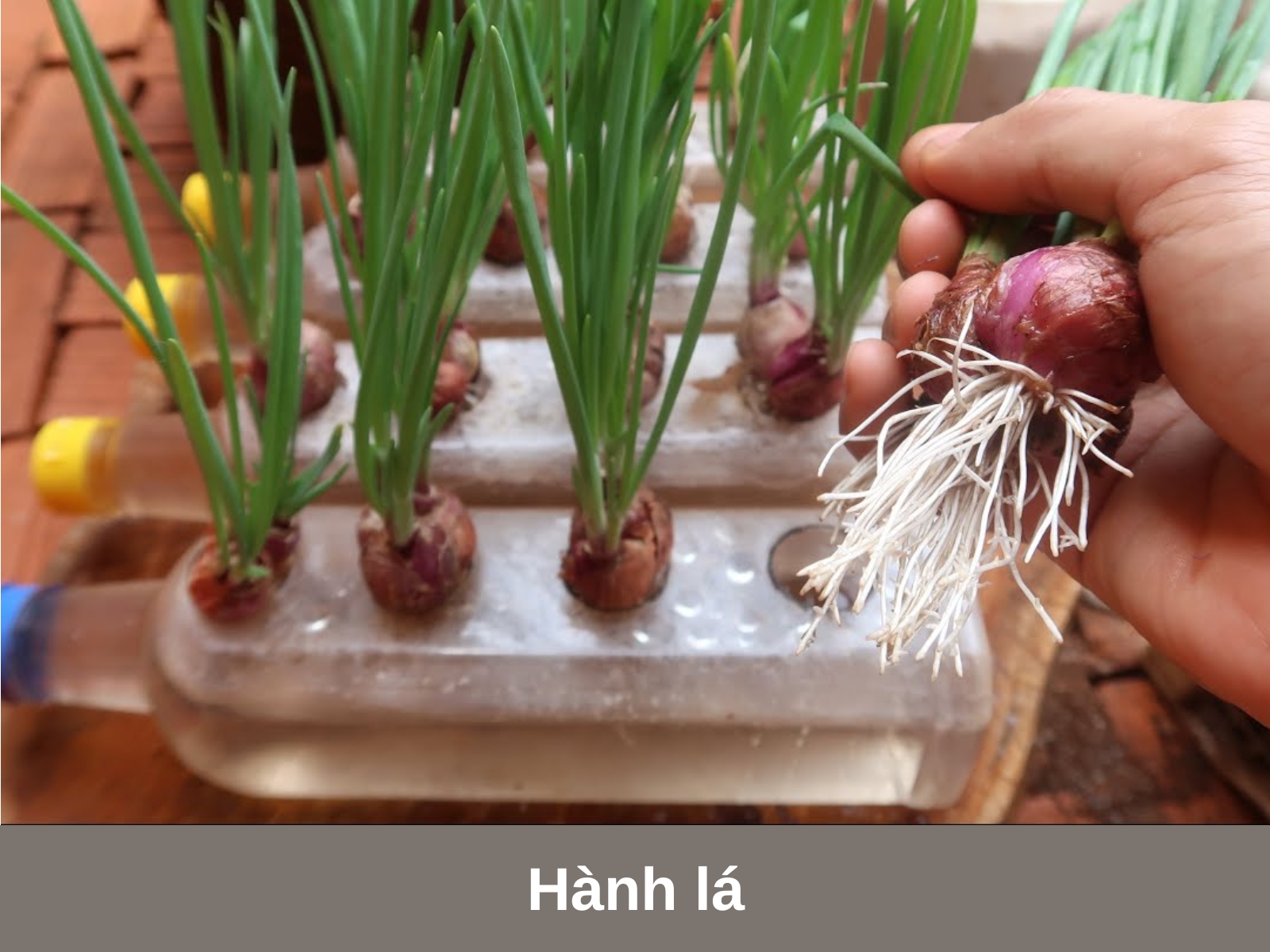 Hanh la