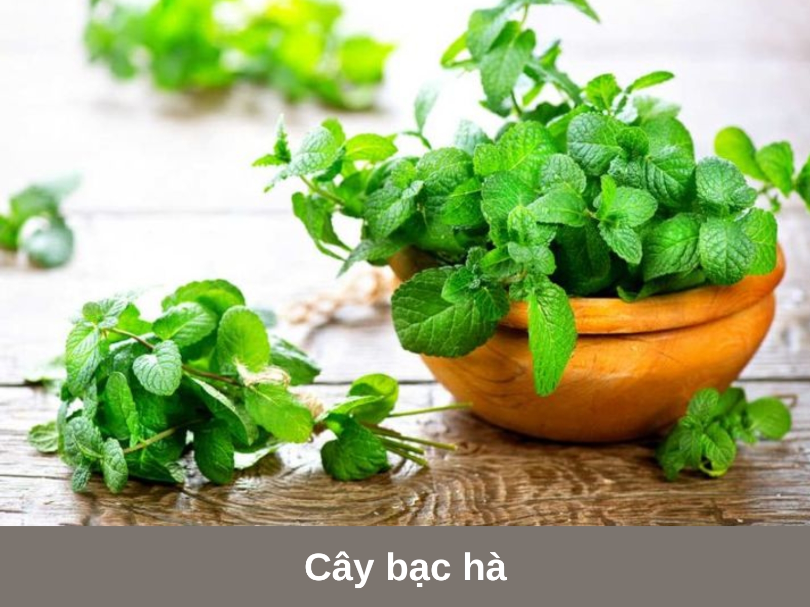 Cay bac ha