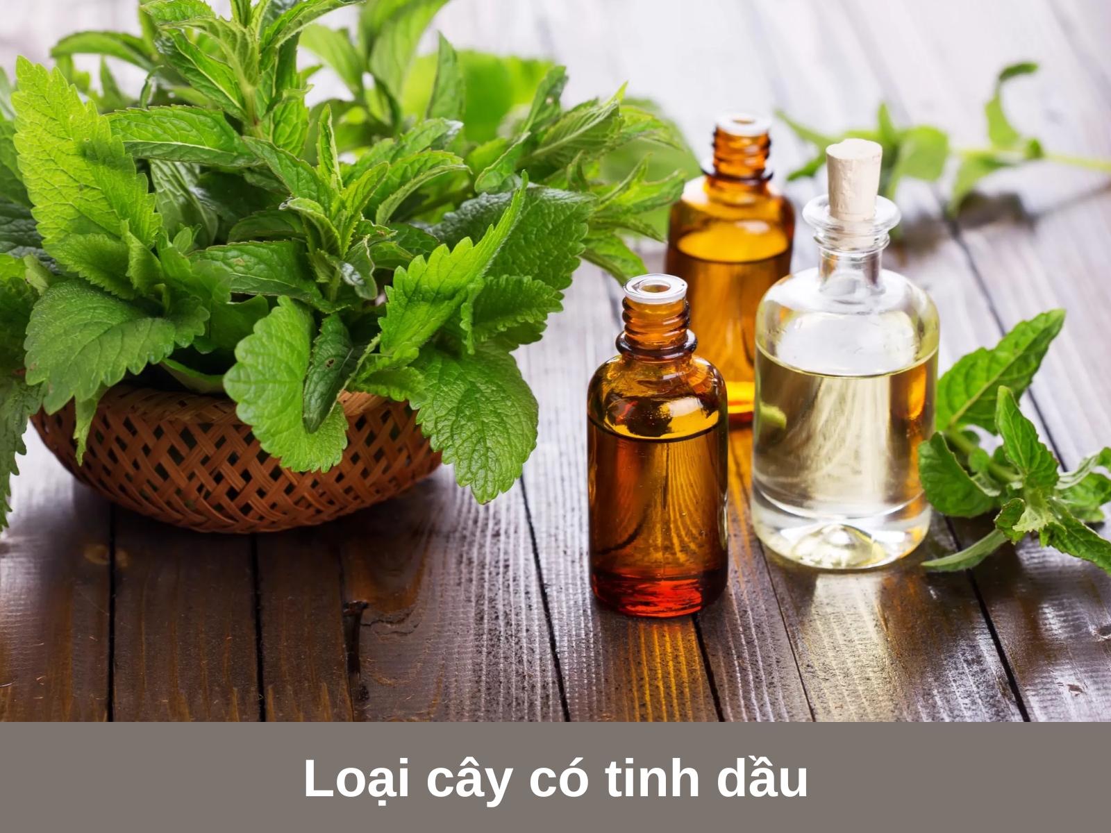 Loai cay co tinh dau