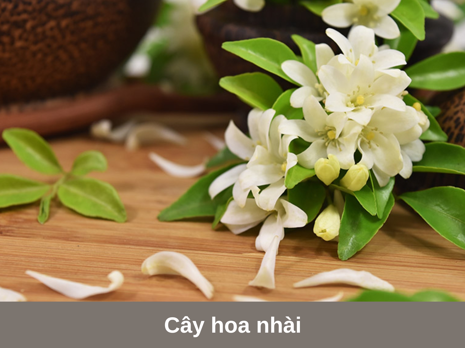 Cay hoa nhai