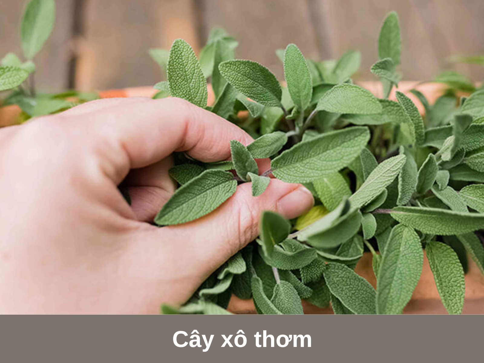 Cay xo thom