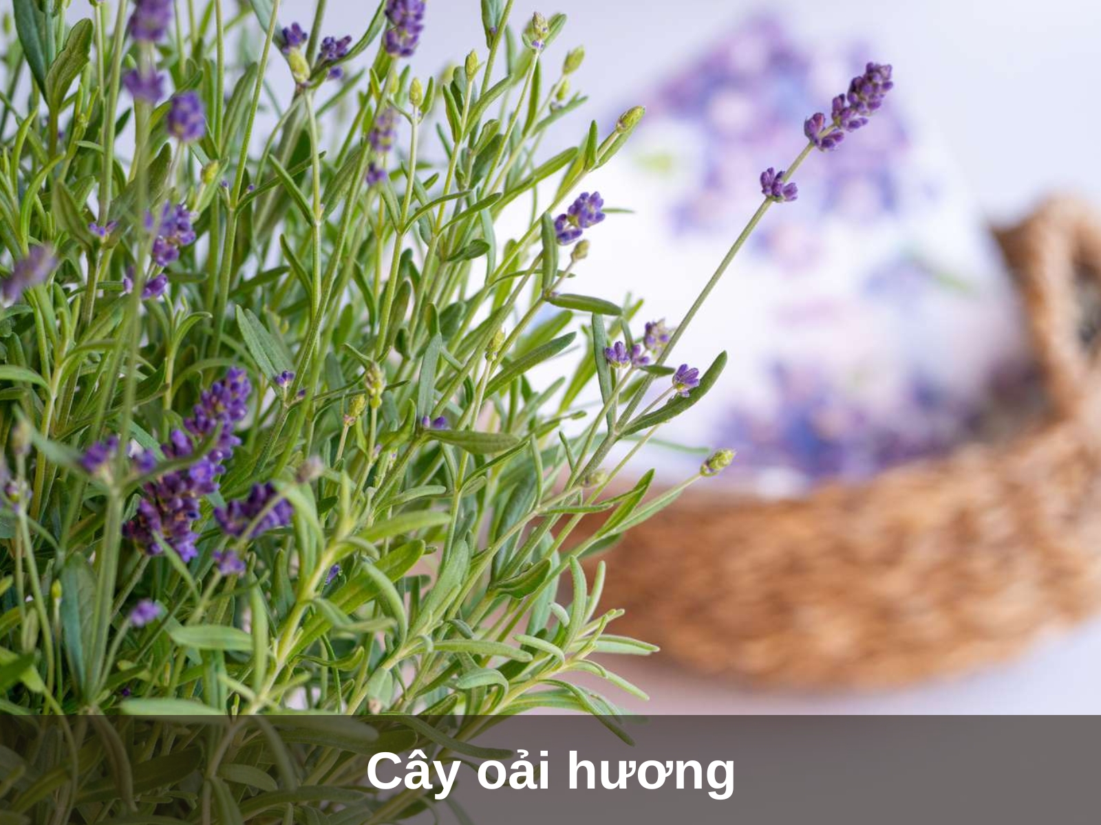 Cay oai huong