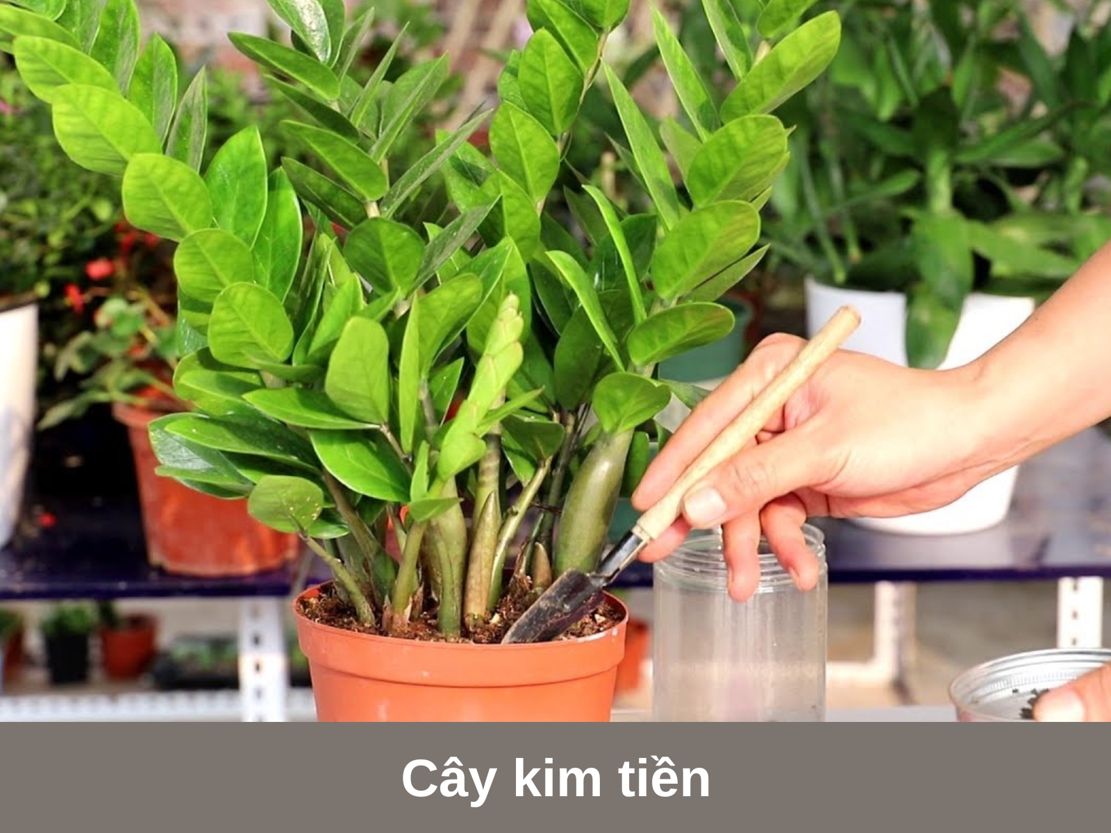 Cay kim tien