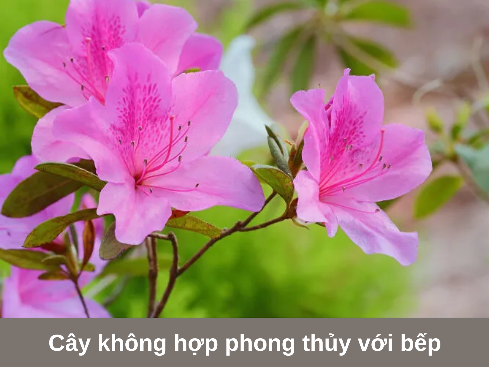 Cay khong hop phong thuy voi khong gian bep