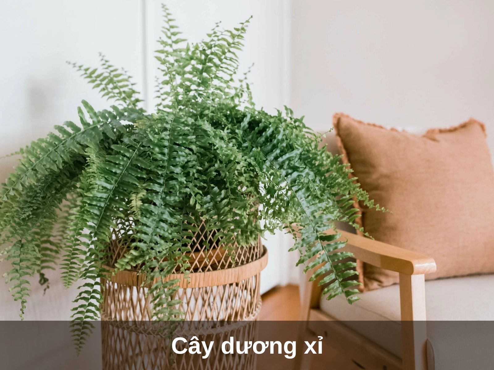 Cay duong xi
