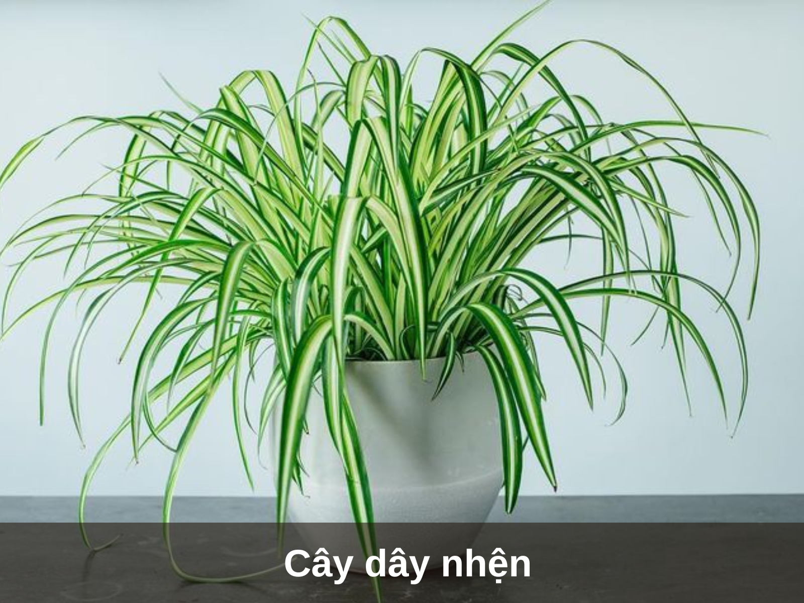 Cay day nhen