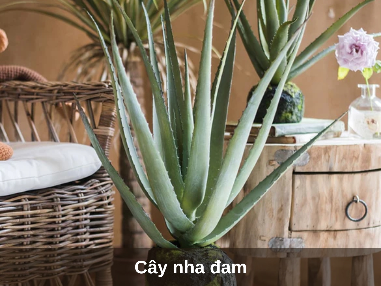 Cay nha dam