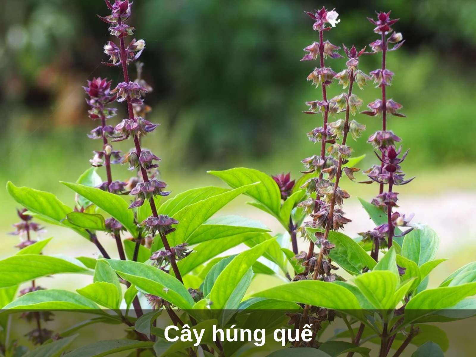 Cay hung que