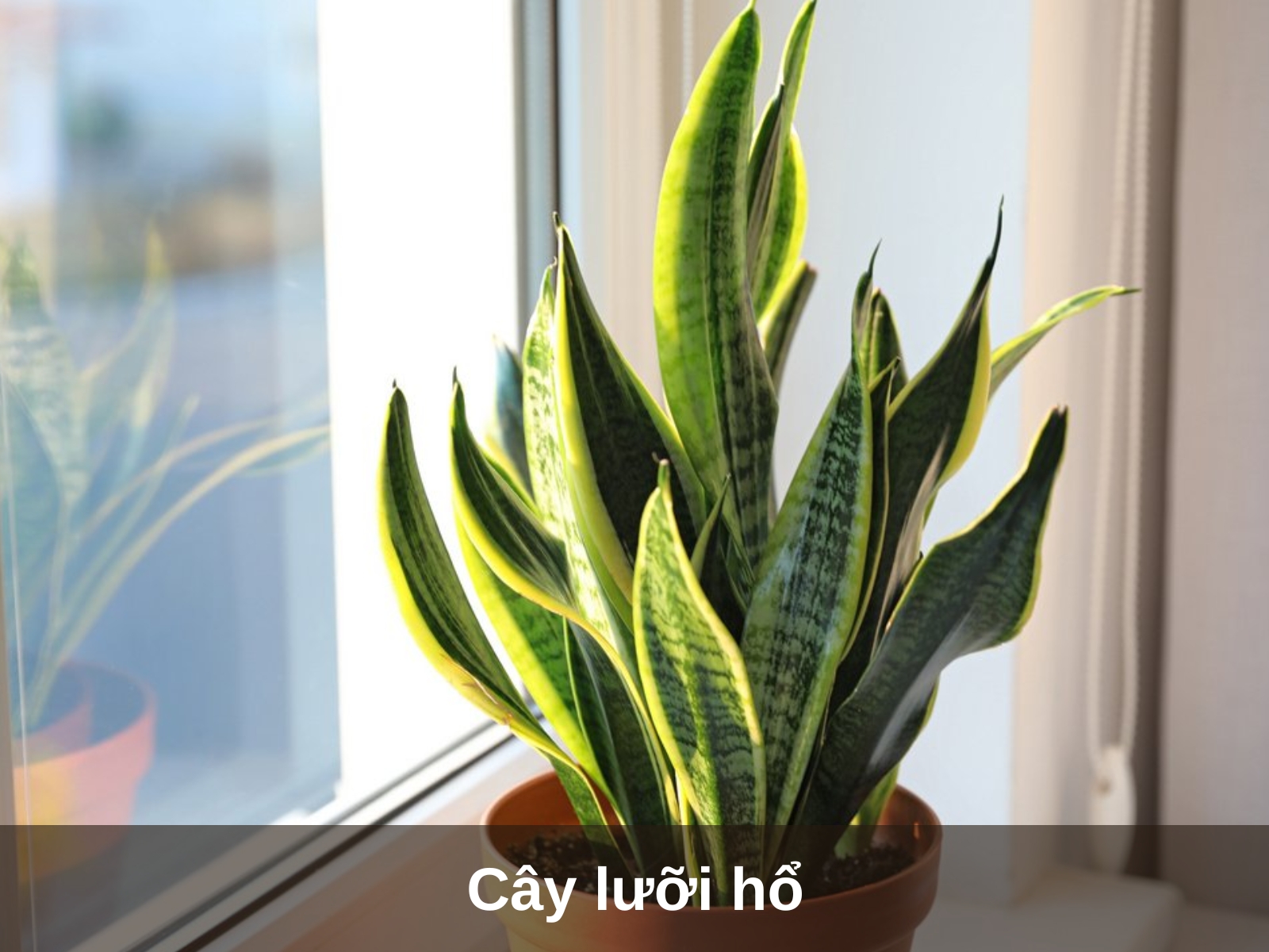 Cay luoi ho