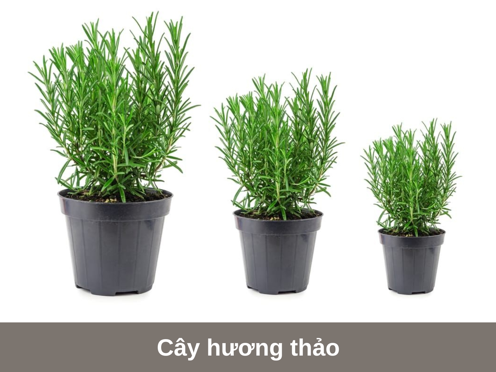 Cay huong thao