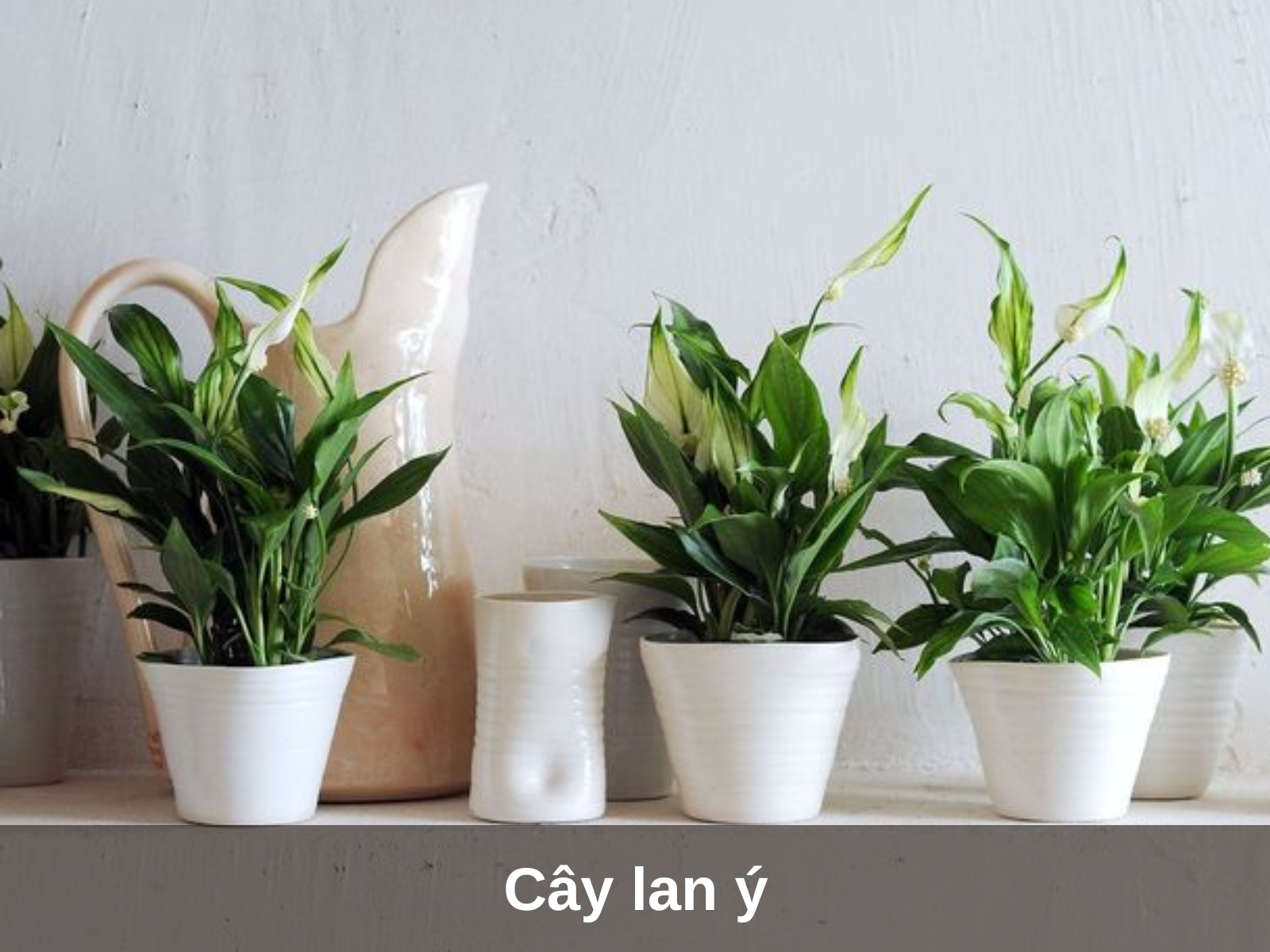 Cay lan y